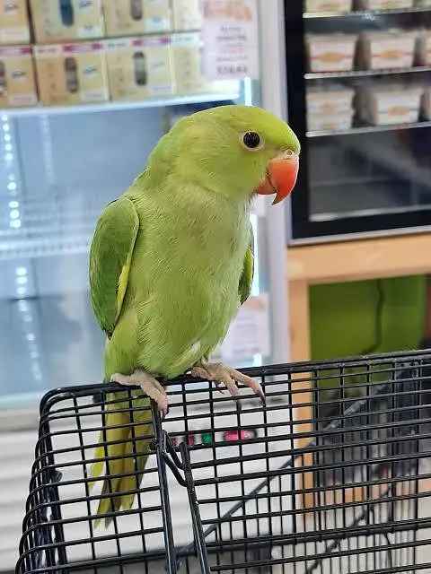 RAW PARROT / PAHARI / ALEXANDER / TOTA / PARROTS / BREEDER/Green — photo 3