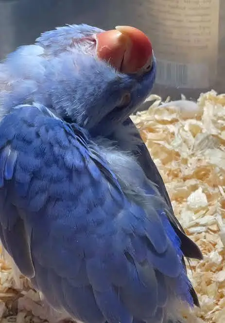 RAW PARROT / PAHARI / ALEXANDER / TOTA / PARROTS / BREEDER/Green — photo 4