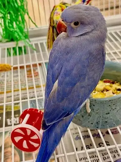 RAW PARROT / PAHARI / ALEXANDER / TOTA / PARROTS / BREEDER/Green — photo 5
