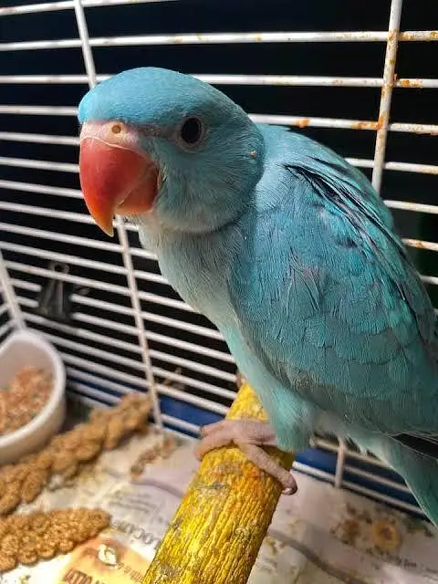 RAW PARROT / PAHARI / ALEXANDER / TOTA / PARROTS / BREEDER/Green — photo 8