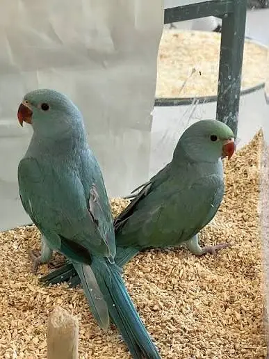 RAW PARROT / PAHARI / ALEXANDER / TOTA / PARROTS / BREEDER/Green — photo 11