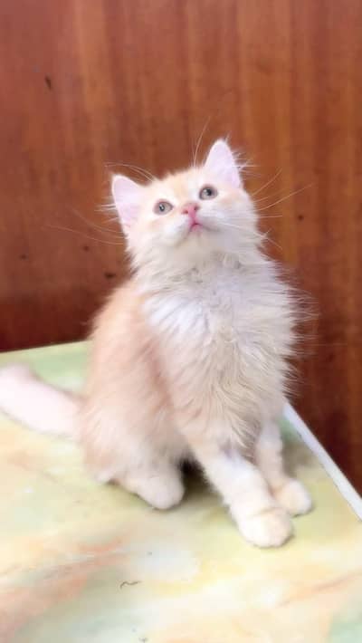 Persian Kitten