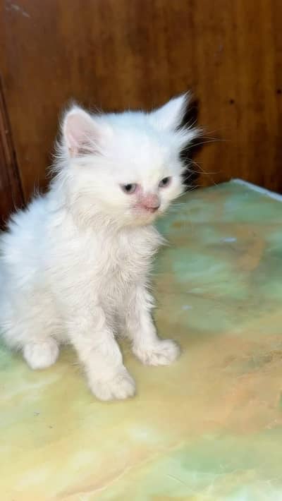 Persian Kitten