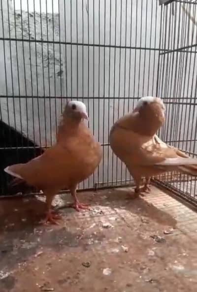 top quality pigeon