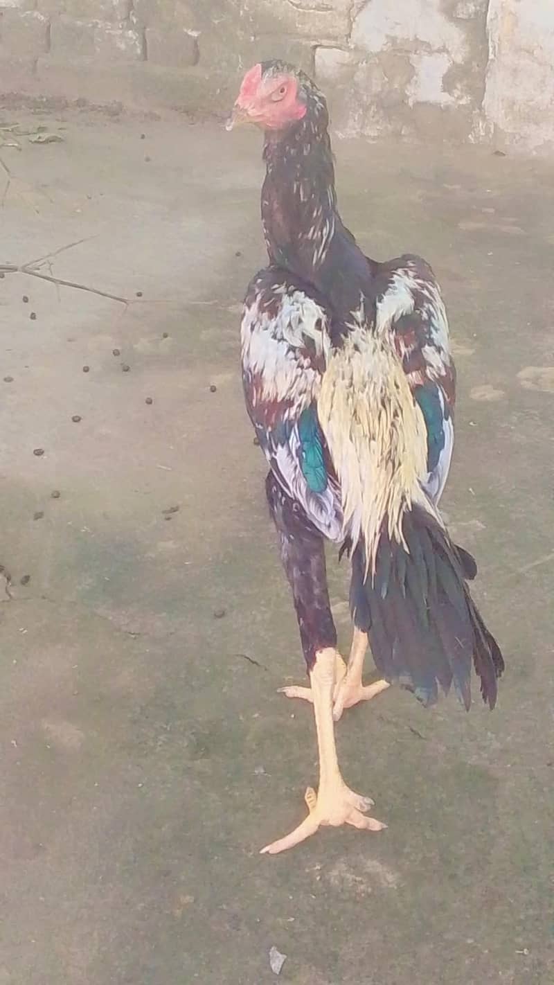 asel pair for scale 3