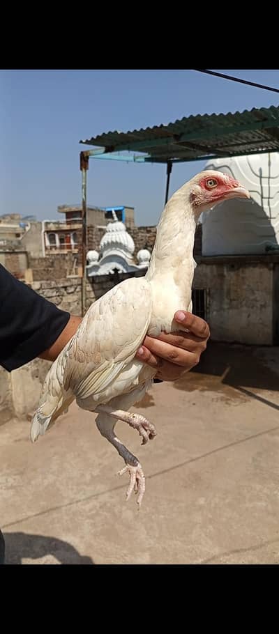 Aseel Hera Breeder Female