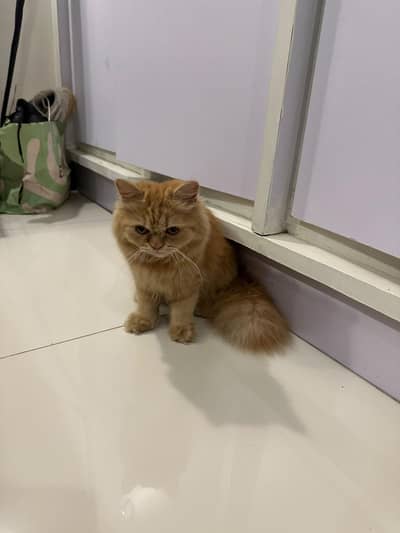 Healthy playful ginger cat