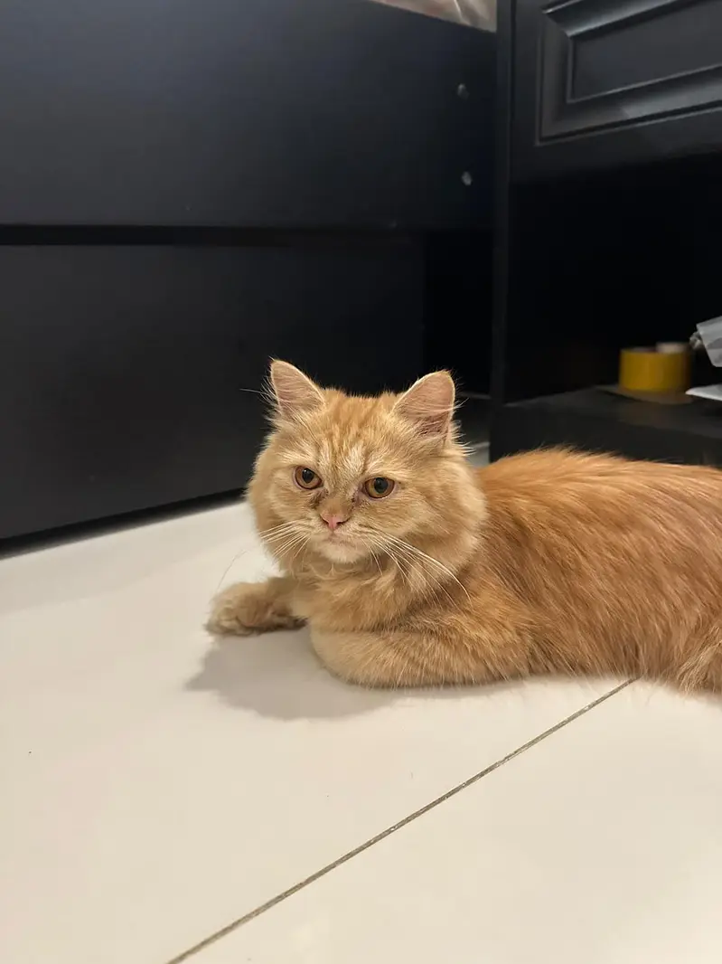 Healthy playful ginger cat — photo 2