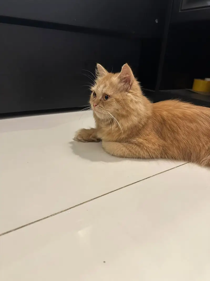 Healthy playful ginger cat — photo 3