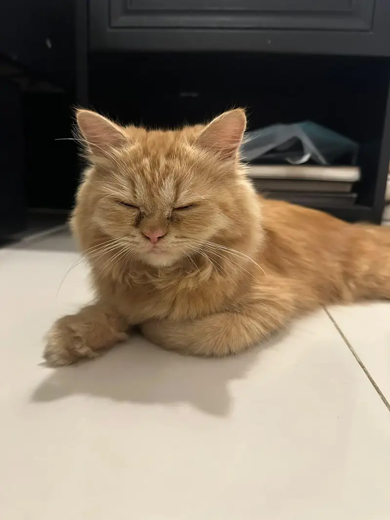 Healthy playful ginger cat — photo 4