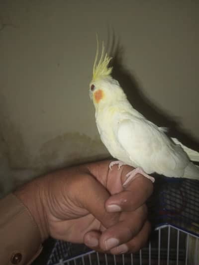Total 3 parrot