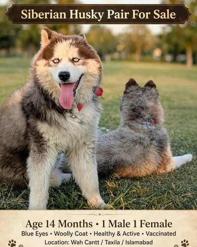 Siberian husky pair Urgent sale