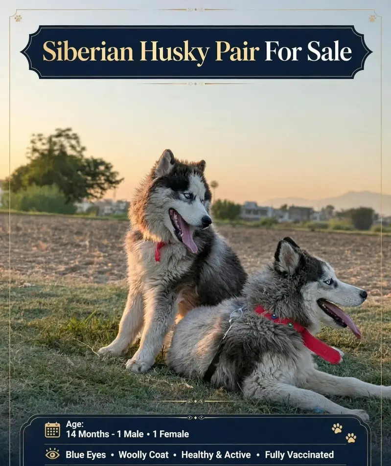 Siberian husky pair Urgent sale — photo 2
