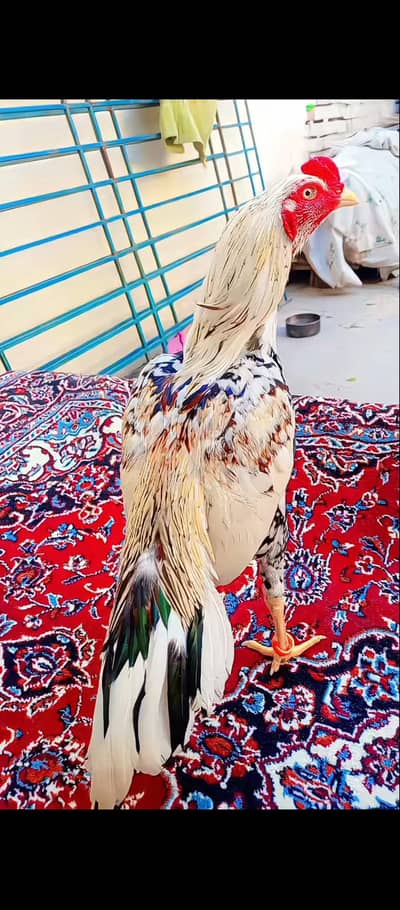 mianwali aseel murgha
