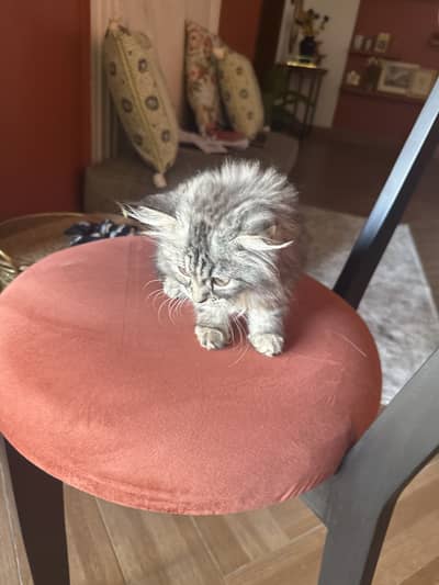 Persian kittens for sale
