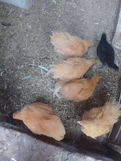 ggolden white buff heavy Cochin pair chicks 323.4890. 494