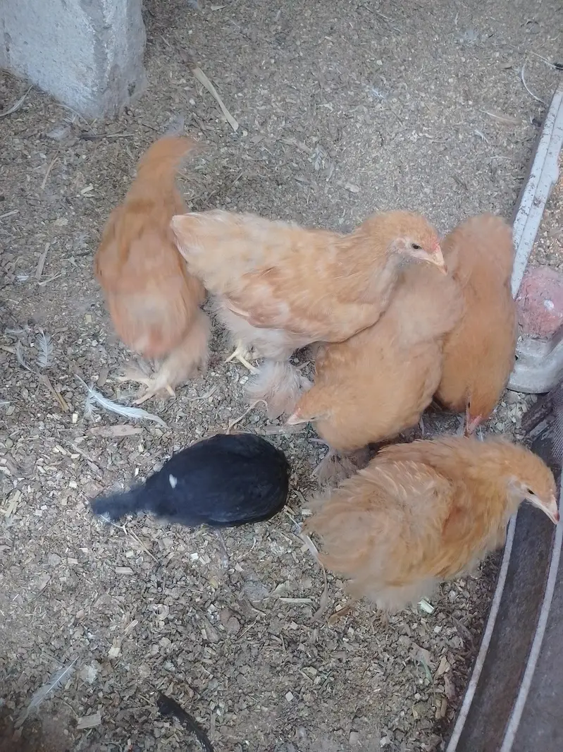 ggolden white buff heavy Cochin pair chicks 323.4890. 494 — photo 2