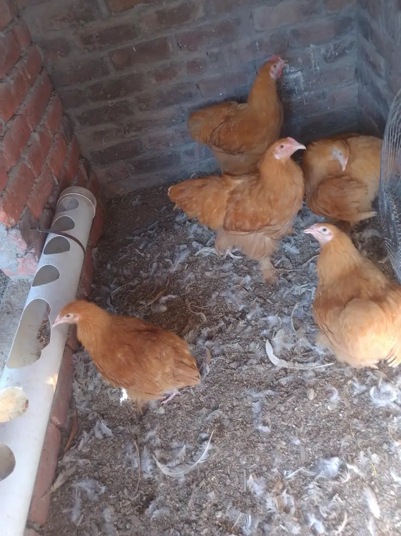 ggolden white buff heavy Cochin pair chicks 323.4890. 494 — photo 3