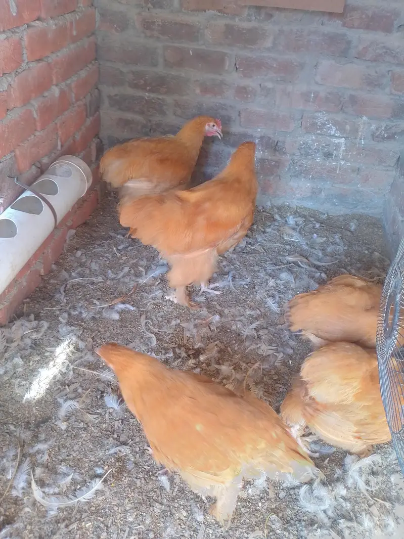 ggolden white buff heavy Cochin pair chicks 323.4890. 494 — photo 4