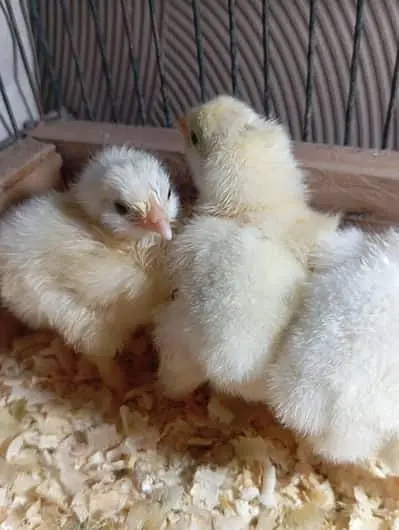 ggolden white buff heavy Cochin pair chicks 323.4890. 494 — photo 5