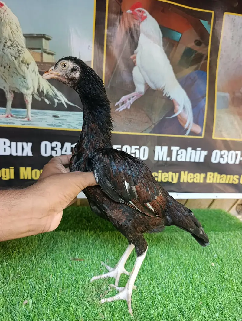 aseel / Amroha aseel / Aseel Mianwali / pakistani aseel /old bloodline — photo 2