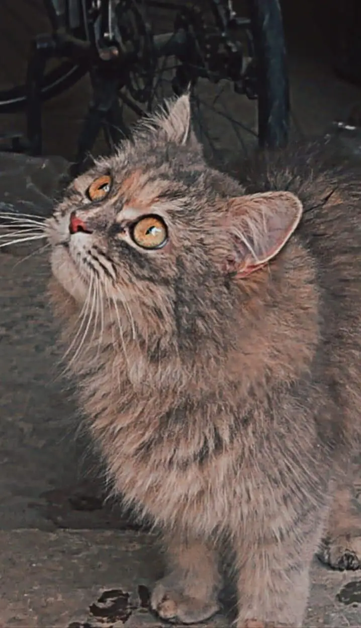 Beautiful Persian cat — photo 2