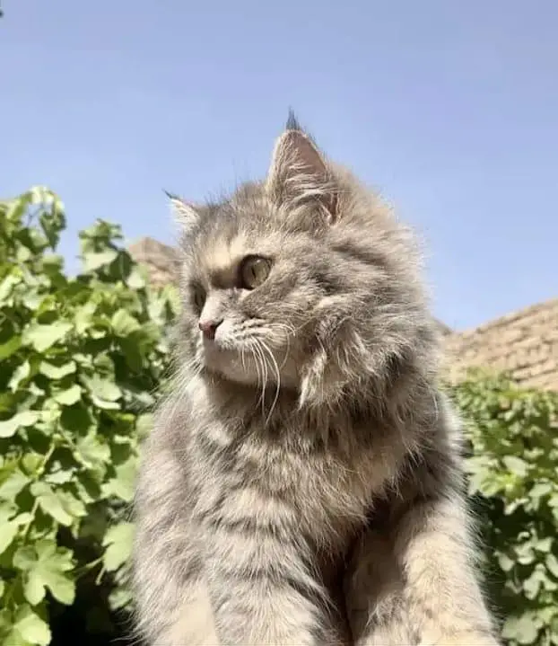 Beautiful Persian cat — photo 3