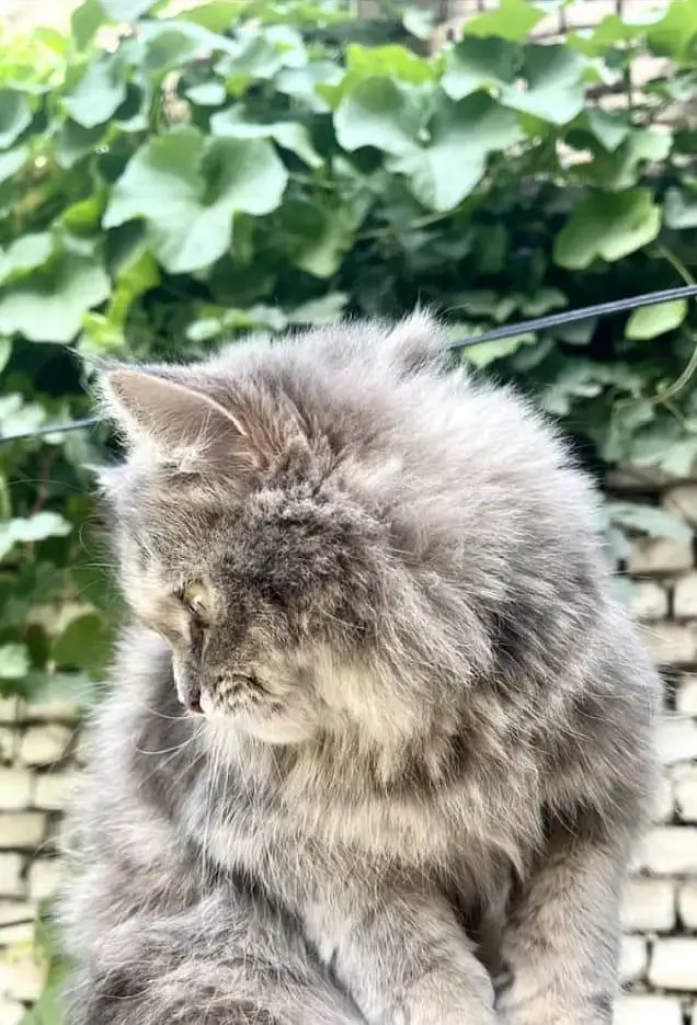 Beautiful Persian cat — photo 4
