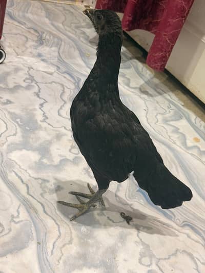 Pure Ayam Cemani Hen for Sale | Age : 07 Months