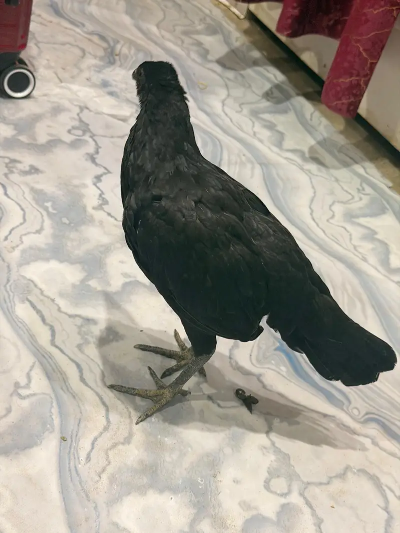 Pure Ayam Cemani Hen for Sale | Age : 07 Months — photo 2