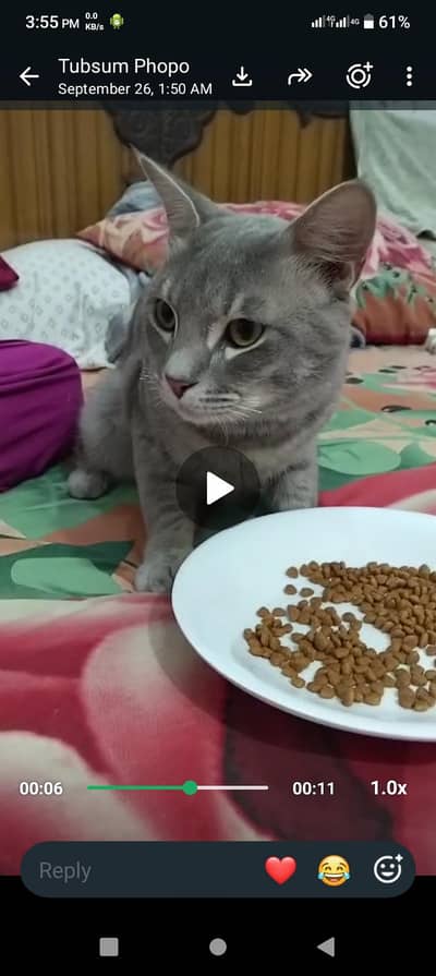 pershion cats active