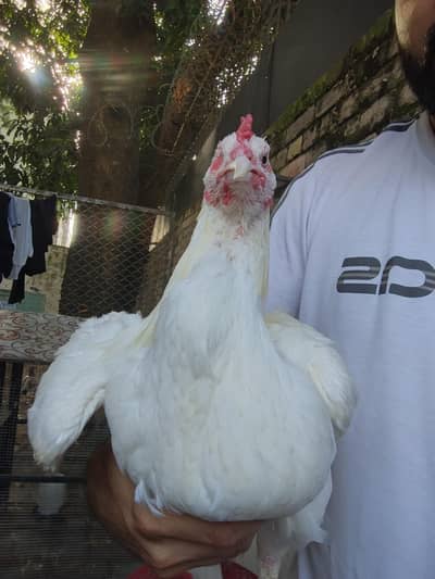 ASEEL INDAIN HEERA FOR SALE PURE WHITE