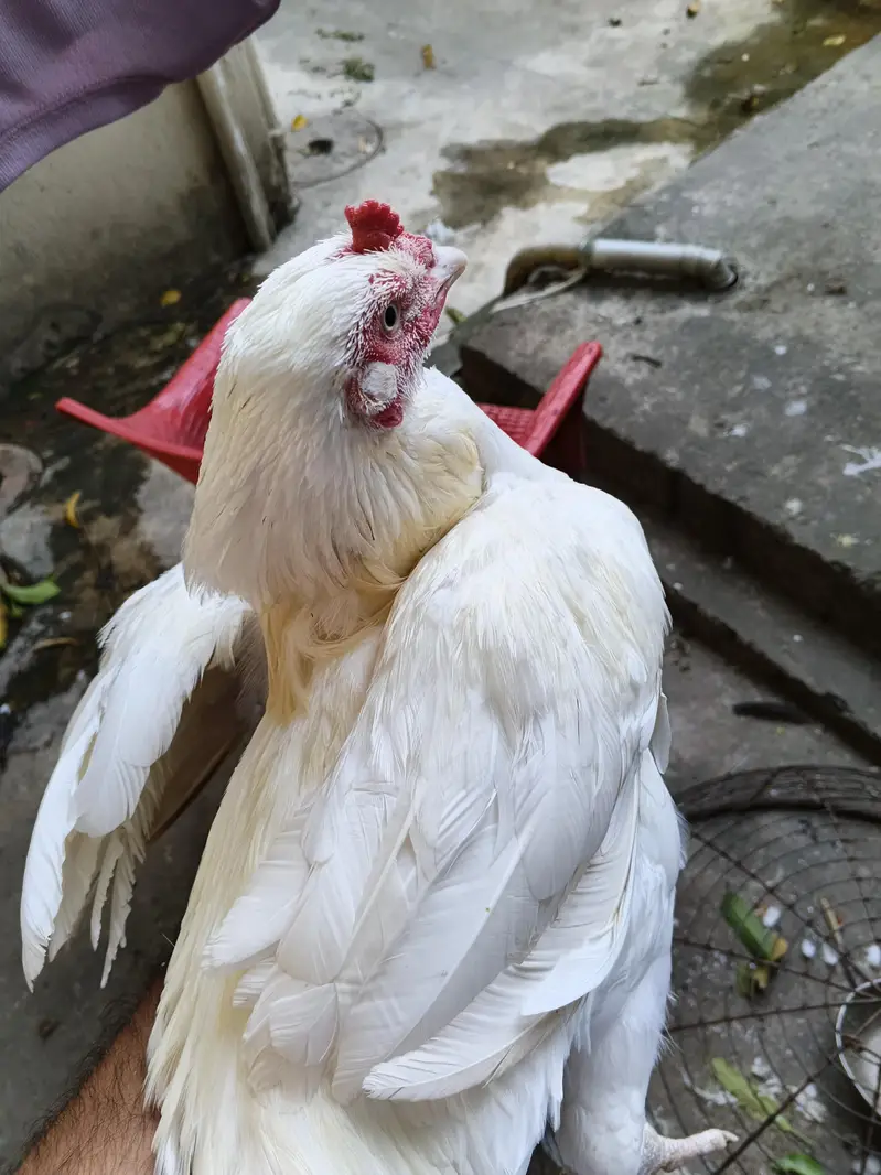 ASEEL INDAIN HEERA FOR SALE PURE WHITE — photo 2
