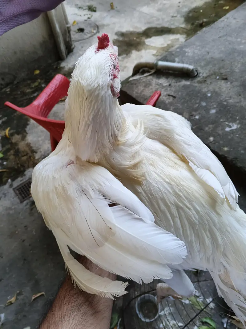 ASEEL INDAIN HEERA FOR SALE PURE WHITE — photo 3