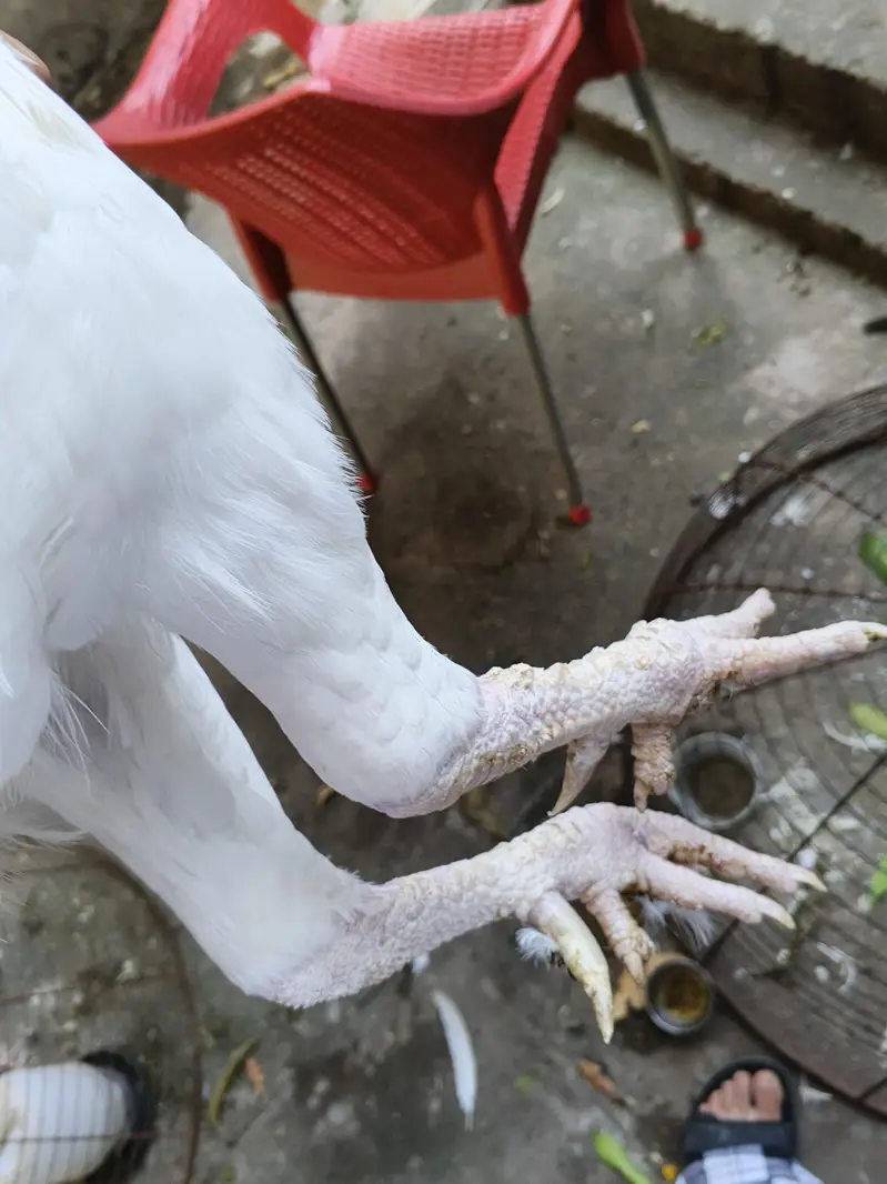 ASEEL INDAIN HEERA FOR SALE PURE WHITE — photo 4