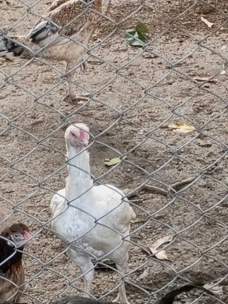 ASEEL INDAIN HEERA FOR SALE PURE WHITE — photo 5