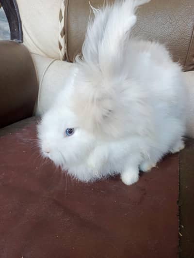 lionhead rabbits and Angora rabbits
