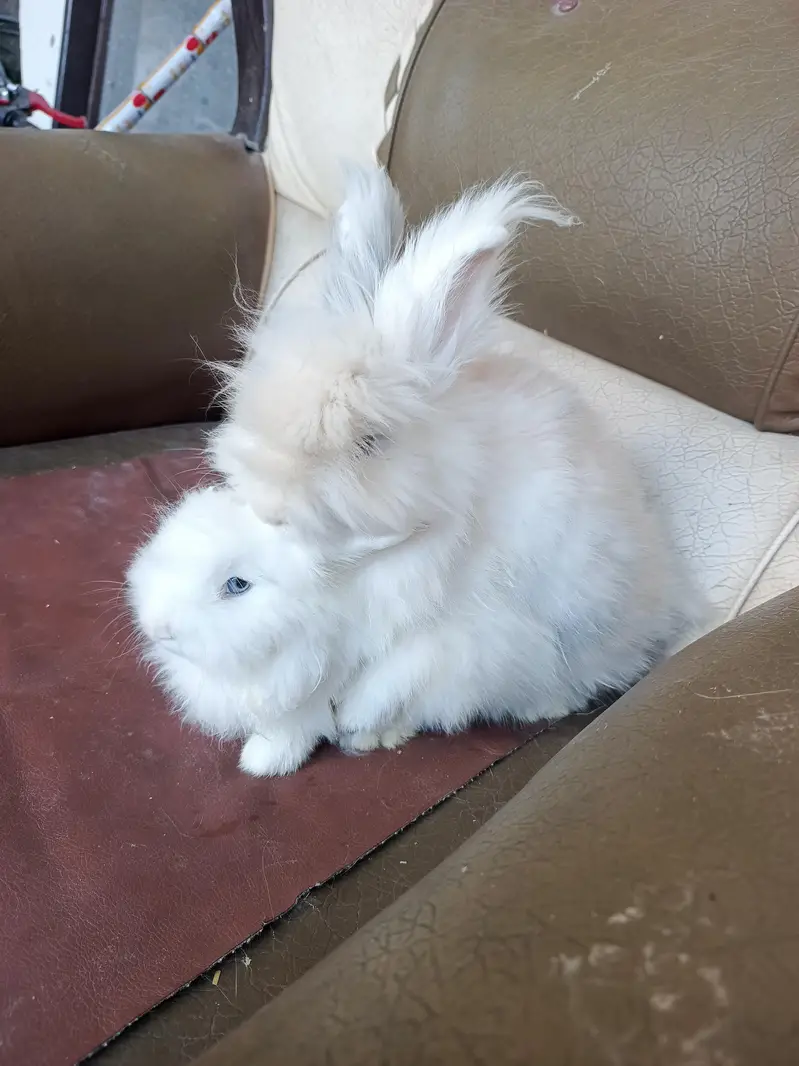 lionhead rabbits and Angora rabbits — photo 3