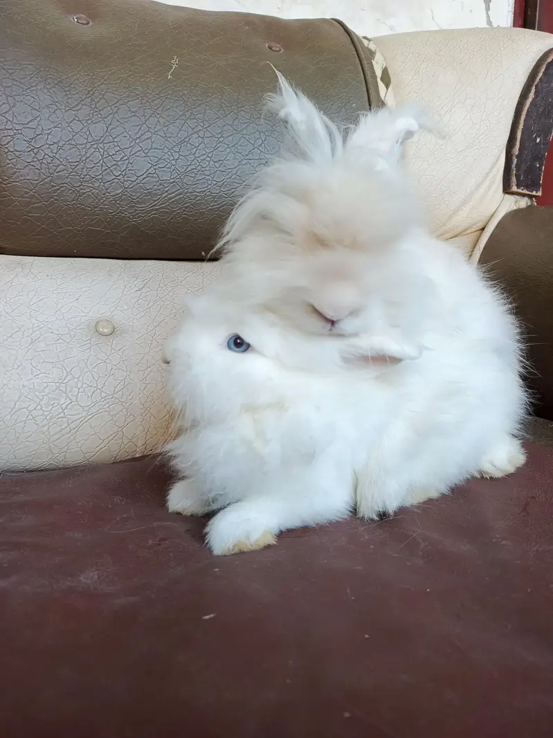 lionhead rabbits and Angora rabbits — photo 4