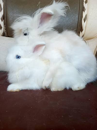 lionhead rabbits and Angora rabbits
