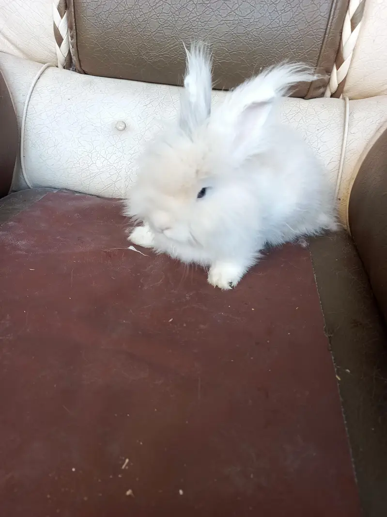 lionhead rabbits and Angora rabbits — photo 5