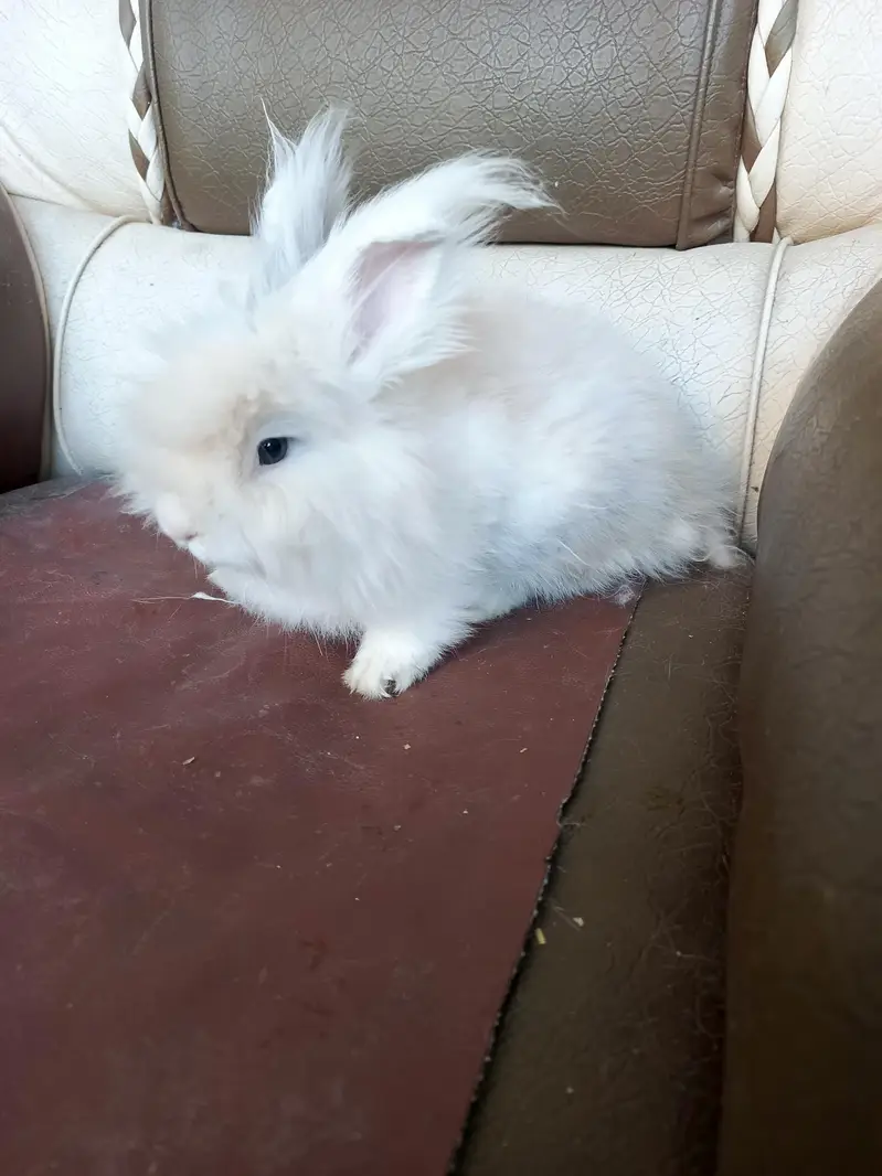 lionhead rabbits and Angora rabbits — photo 6