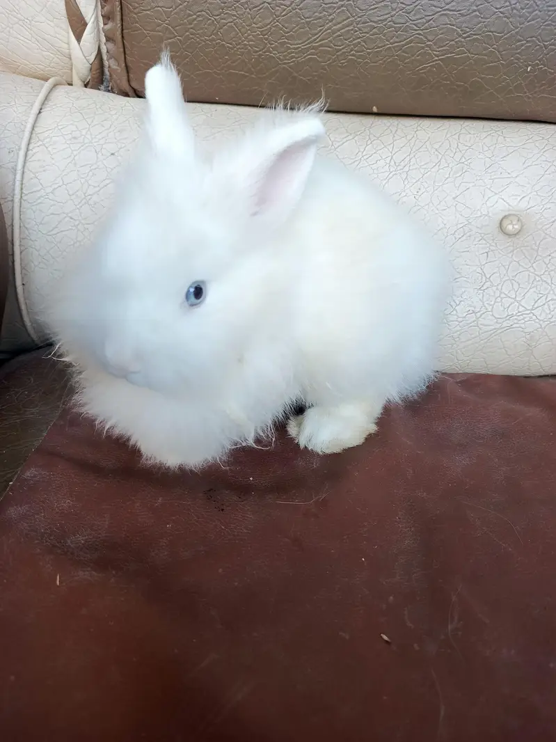 lionhead rabbits and Angora rabbits — photo 7