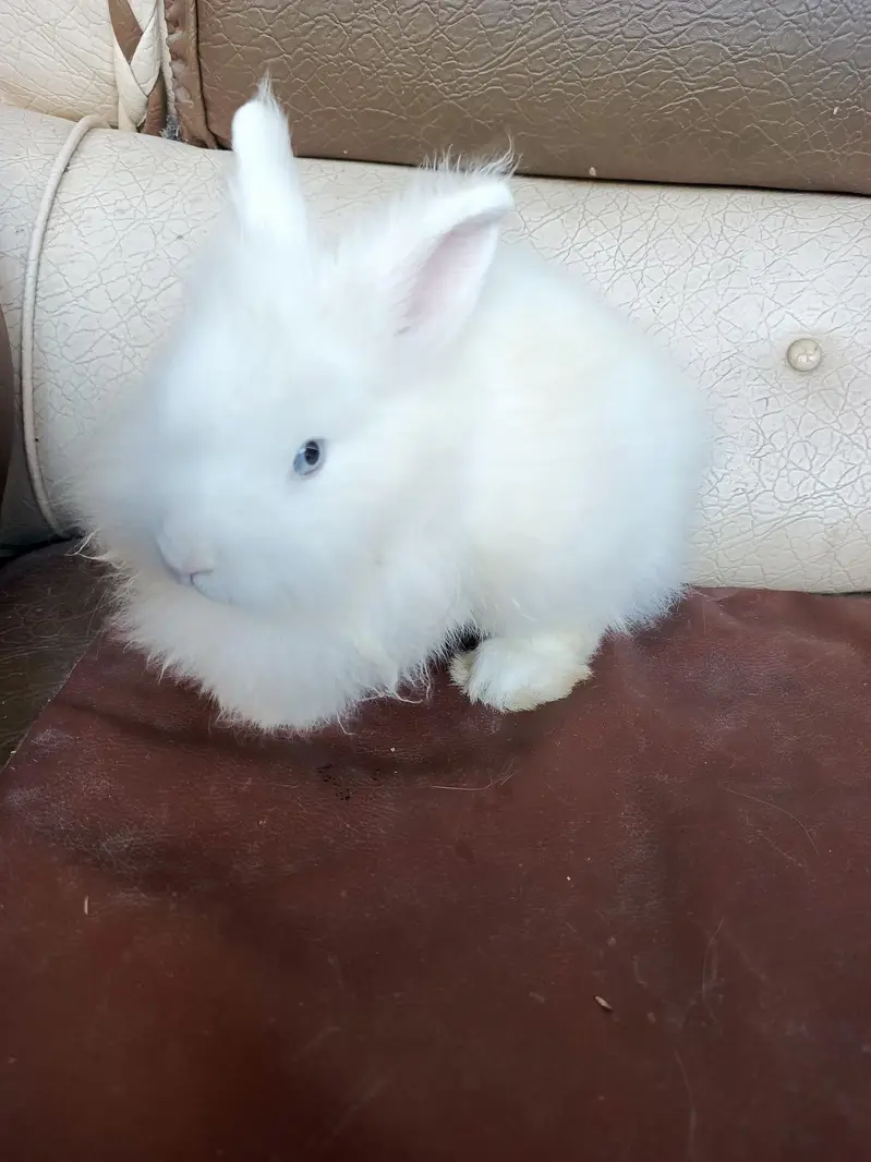 lionhead rabbits and Angora rabbits — photo 8