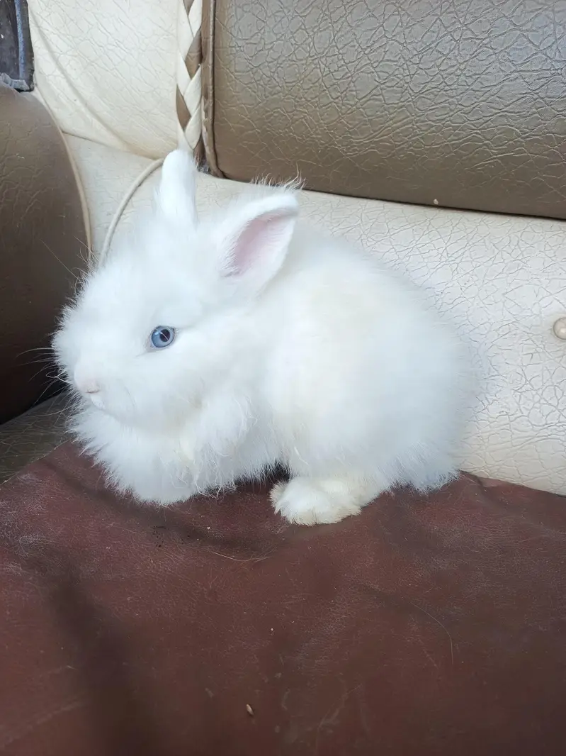 lionhead rabbits and Angora rabbits — photo 9