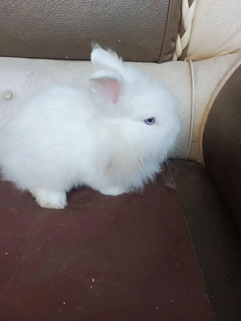 lionhead rabbits and Angora rabbits — photo 10
