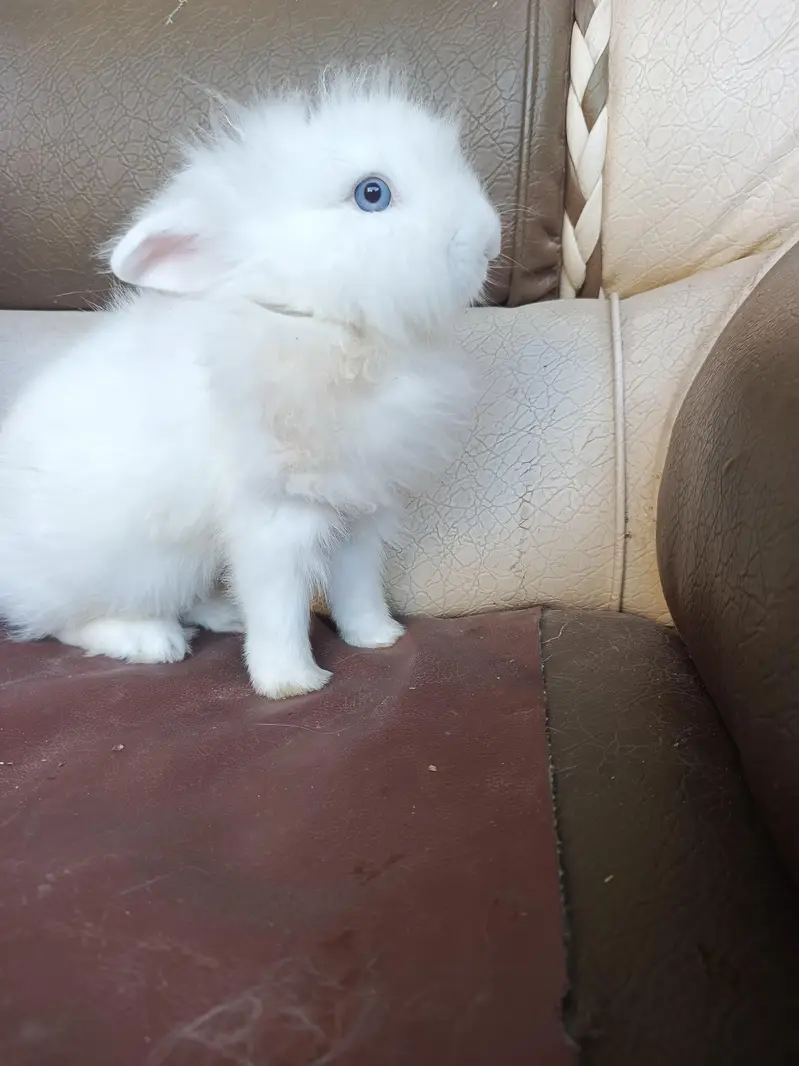 lionhead rabbits and Angora rabbits — photo 11
