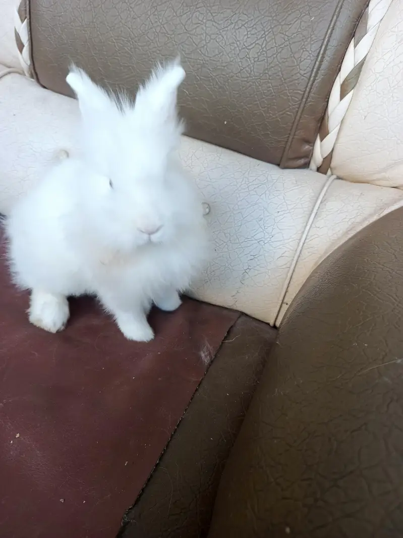 lionhead rabbits and Angora rabbits — photo 12