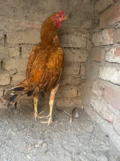 aseel pila x burmi cross ma