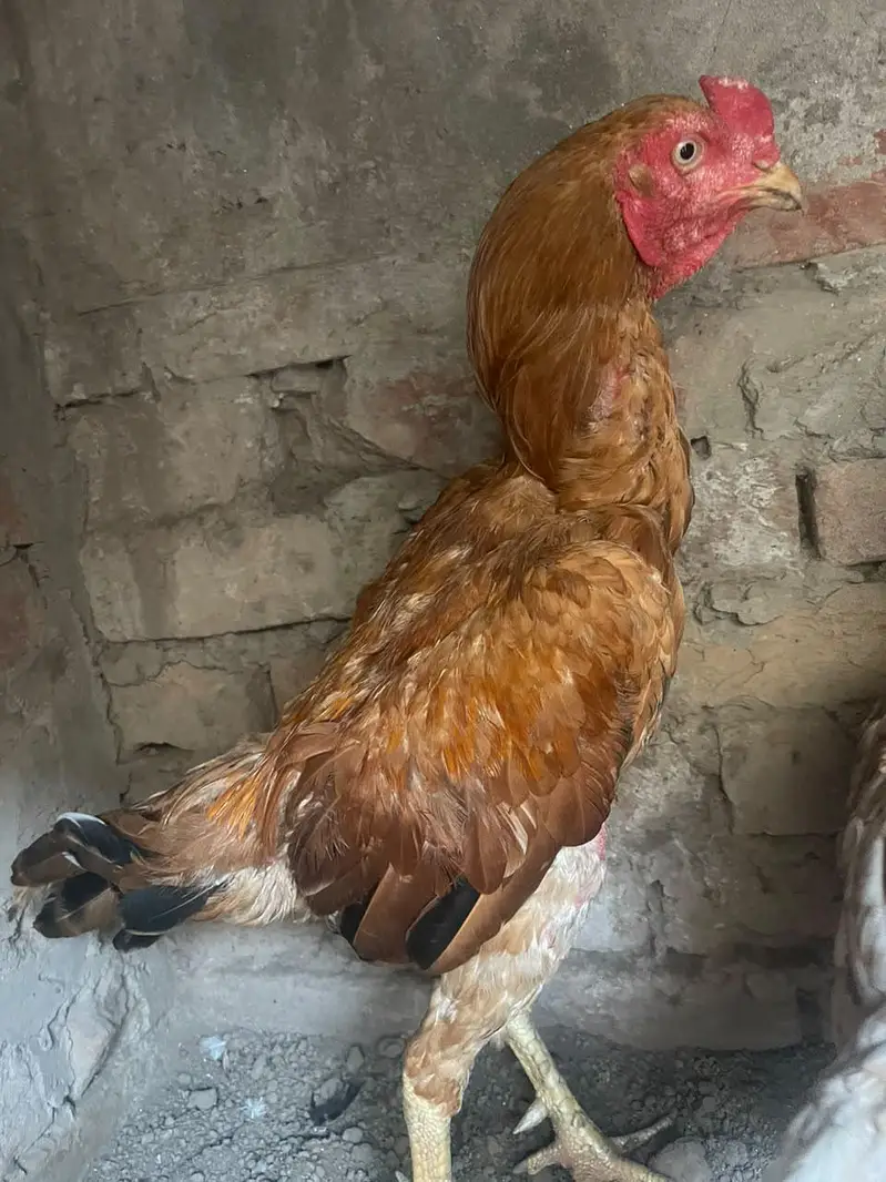 aseel pila x burmi cross ma — photo 3